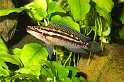 FH_CI_TA_3206(Julidochromis ornatus)